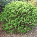 Gurmanska sorta orlovih noktiju: sadnja i njega, oprašivači, recenzije